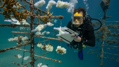 Photo of How badly does climate change affect coral? I dive to find out