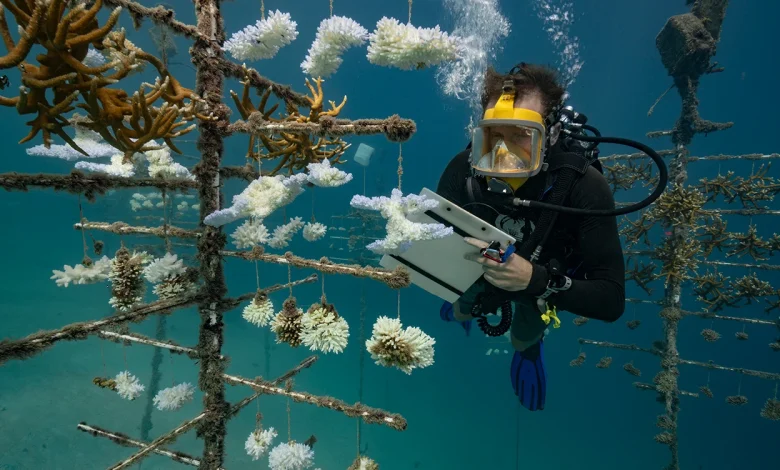 How badly does climate change affect coral? I dive to find out