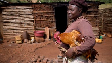 Photo of Vaccine Equality Is as Vital for Livestock as for People